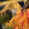 IMG_0020