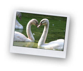 Swans