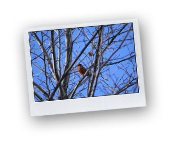 Small bird Michigan
